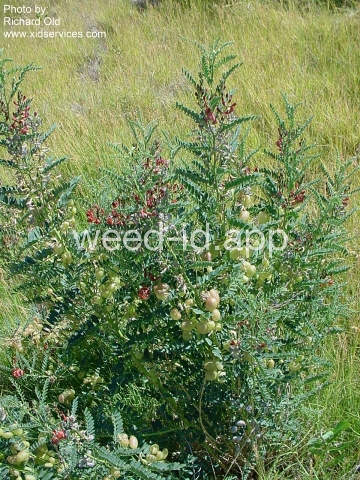 swainsonpea